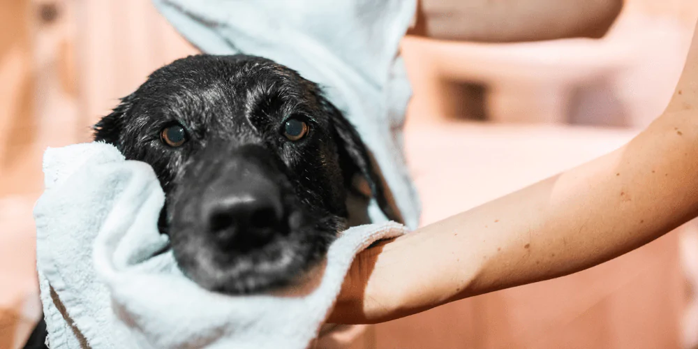 A picture of a Labrador being towel dried after a walk