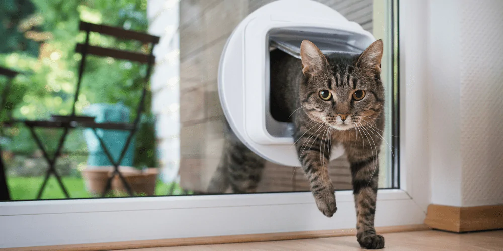 A picture of a tabby cat walking through a cat flap