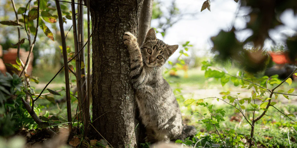 A picture of a tabby kitten clawing a tree