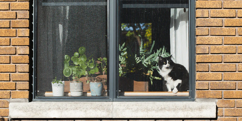 A picture of a long haired tuxedo cat sat on a windowsill inside a house, looking out of the window