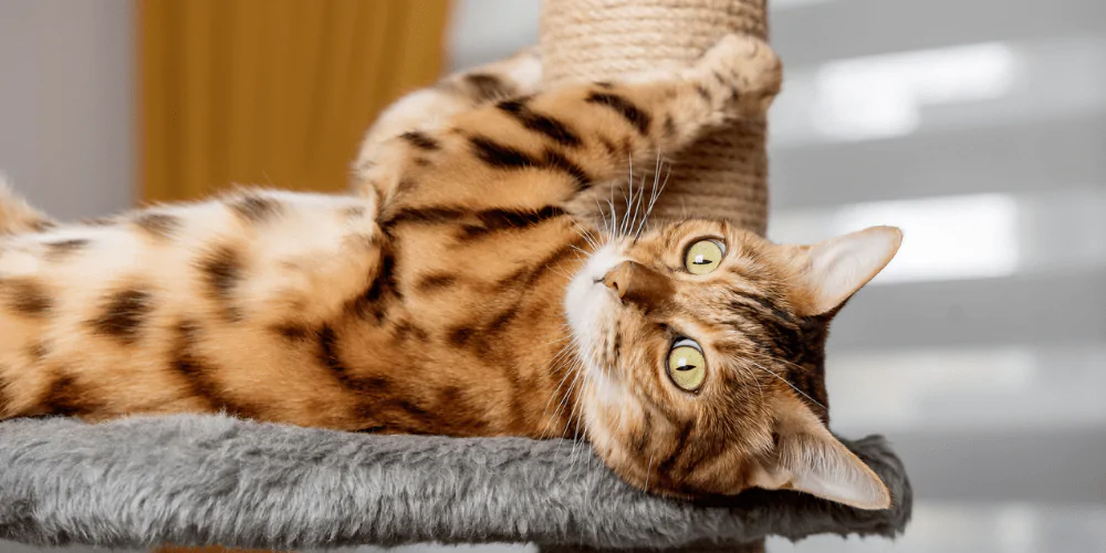 A picture of a Bengal cat lying on its back playing on a cat tower