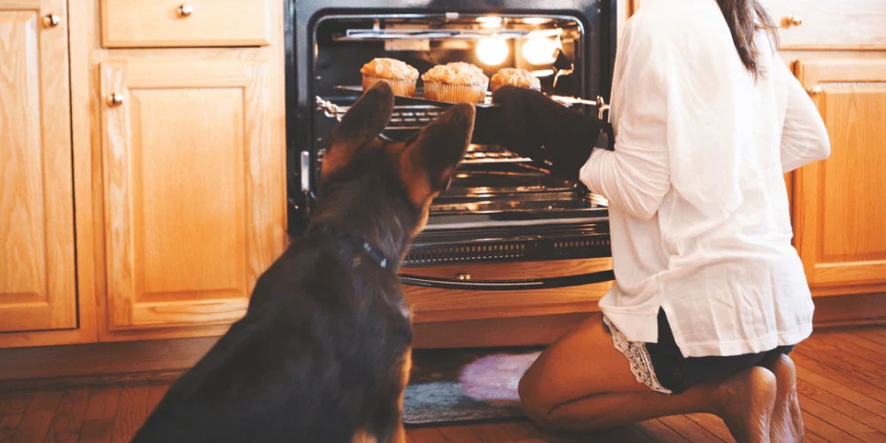 A picture of a German Shepherd puppy watching their owner use the oven
