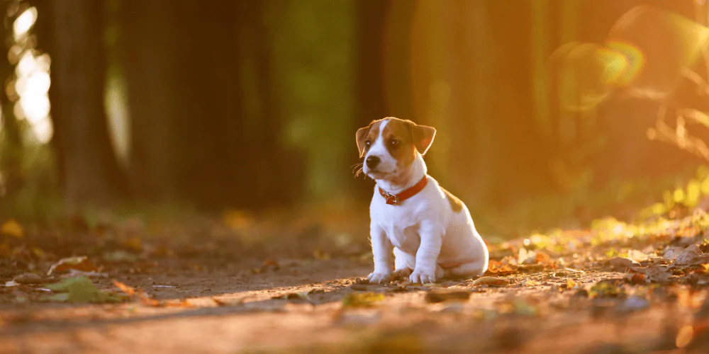 A picture of a Jack Russell Terrier puppy sitting down on a leafy woodland trail