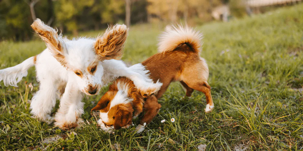 A picture of a Spaniel puppy playing with a mixed breed dog