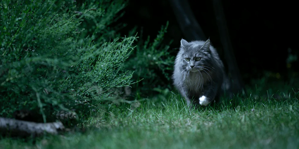 A picture of a long haired silver cat walking outside in the garden at night