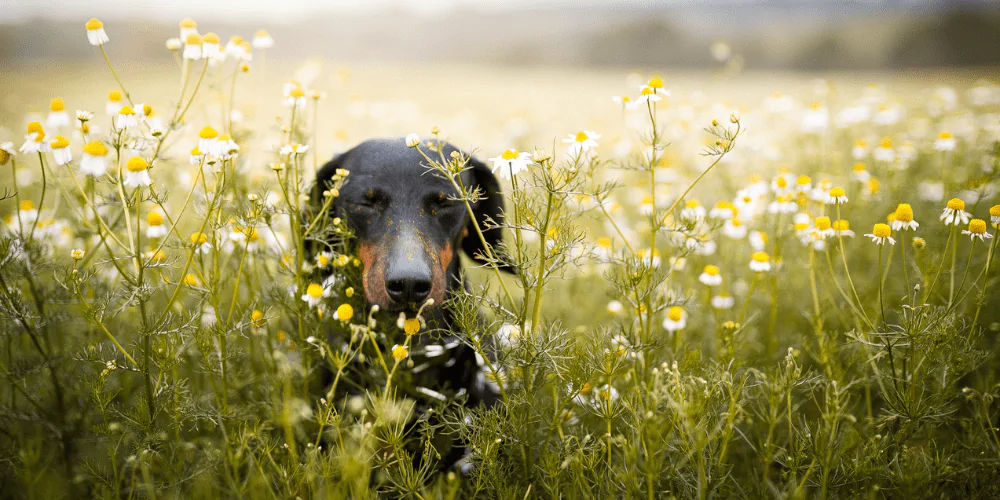 A picture of a Dachshund with its eyes closed in a grassy field