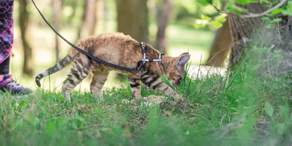 A picture of a Devon Rex being walked in the woods on a harness and lead
