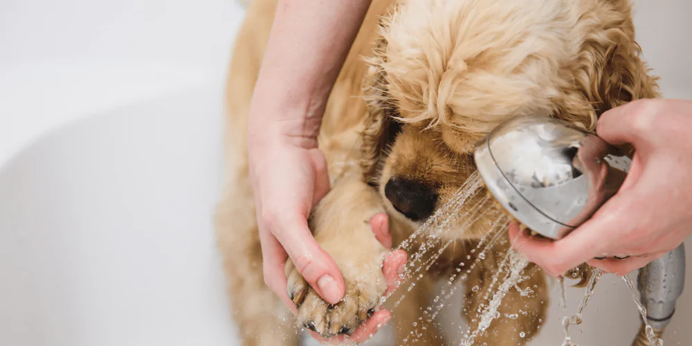 A picture of a Spaniel having its paws cleaned in the bath after a walk in grassy fields
