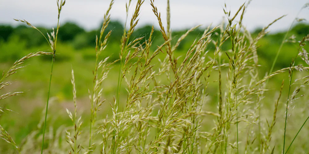 A picture of foxtail grass stems