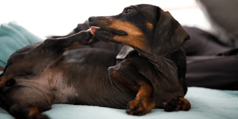 A picture of a Dachshund licking its paw