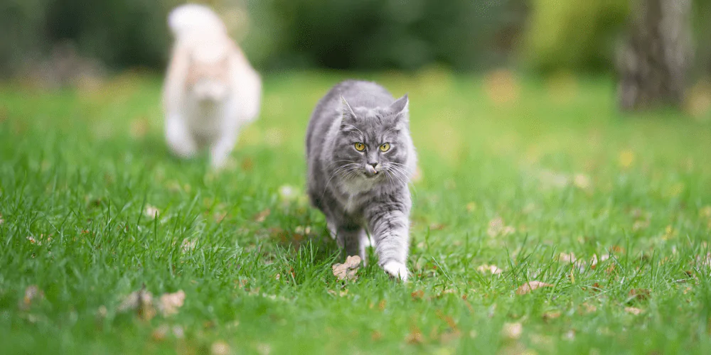 A picture of a grey Maine Coon cat walking in the garden with a ginger and white cat following in the background