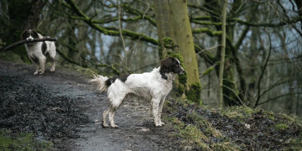 A picture of two Spaniels walking in a wood along a muddy path