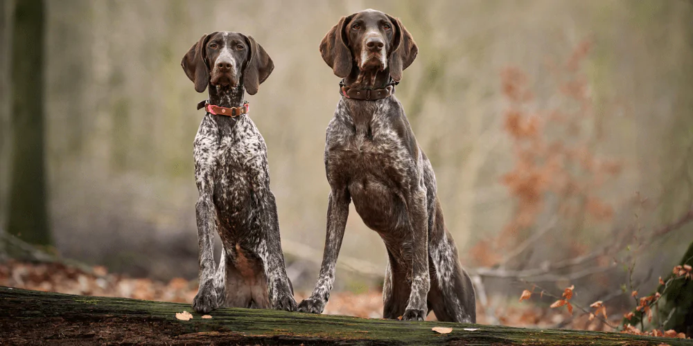 A picture of two German Pointers in the woods