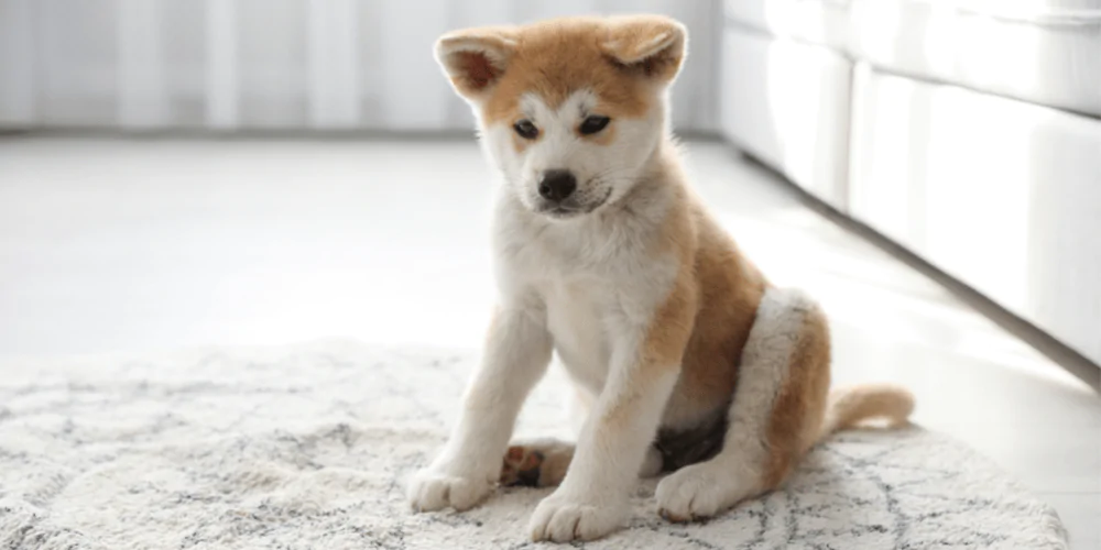 A picture of an Akita puppy sitting on a rug