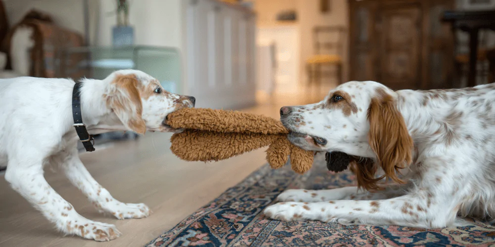 A picture of a puppy and adult English Setter playing tug of war with a soft toy