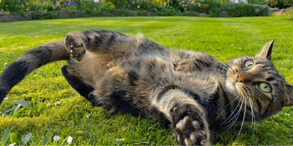 A picture of a tabby cat lying down in the garden, reaching for the camera