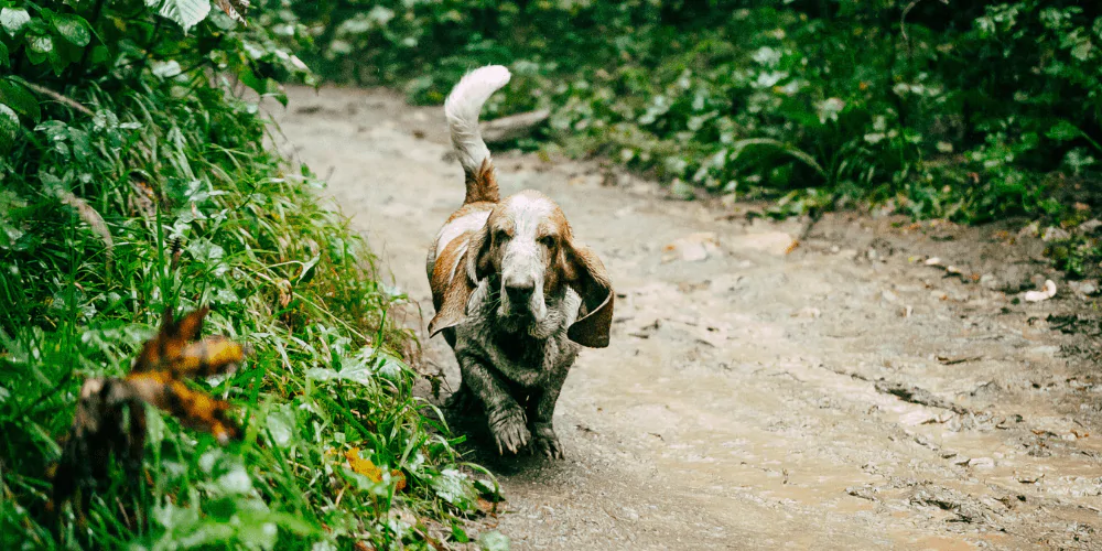 A picture of a Basset Hound walking along a muddy path