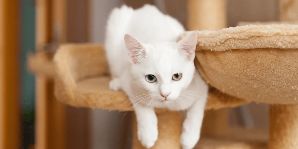 A picture of a white short haired cat relaxing on a cat tower