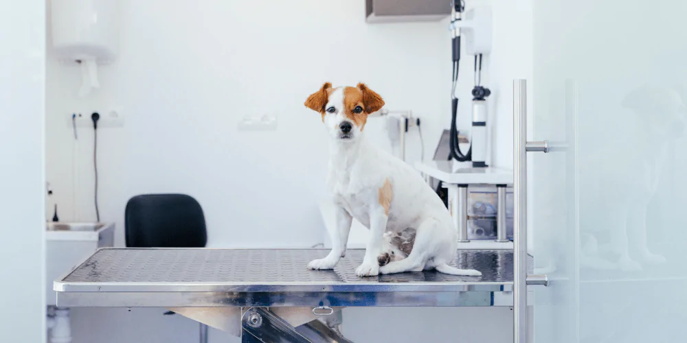 A picture of a Jack Russell Terrier on a vet table