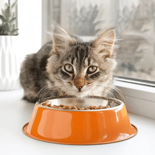 A picture of a long haired cat sitting with its food bowl