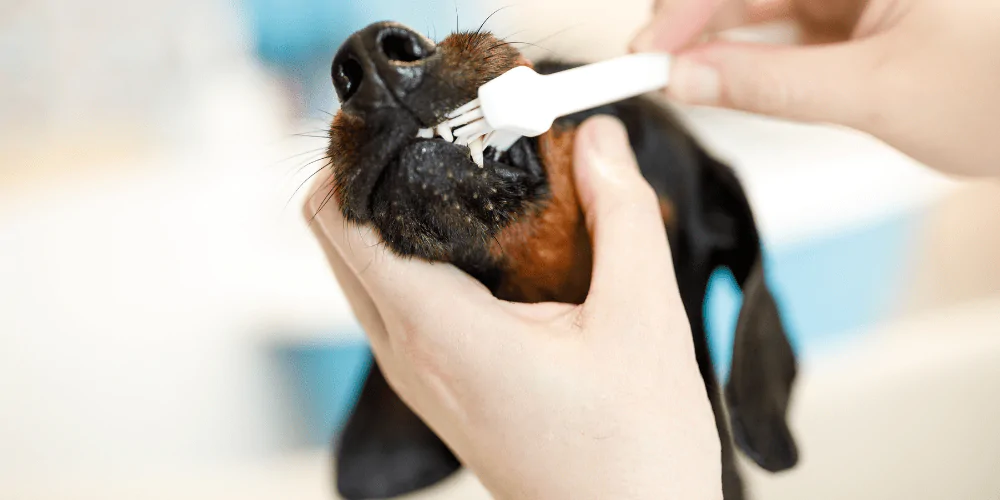 A picture of a Dachshund having their teeth cleaned