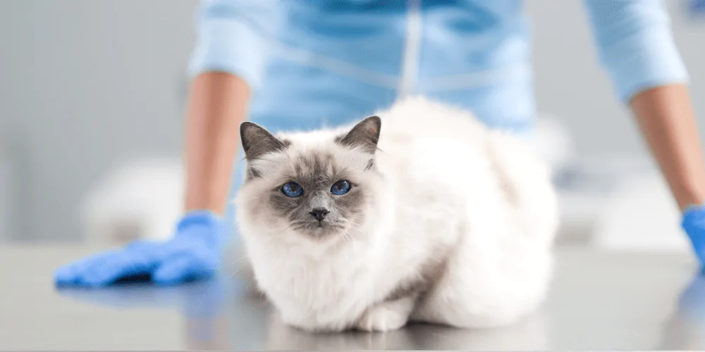 A picture of a white blue eyed cat lying on a vet table