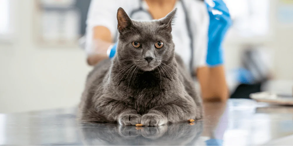 A picture of a long haired grey cat lying on a vet table