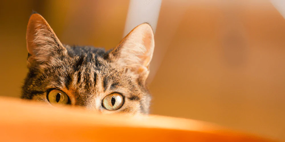 A close up picture of a tabby cat peeking from behind a chair