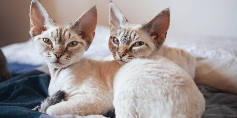 A picture of two Devon Rex kittens lying next to each other on a bed