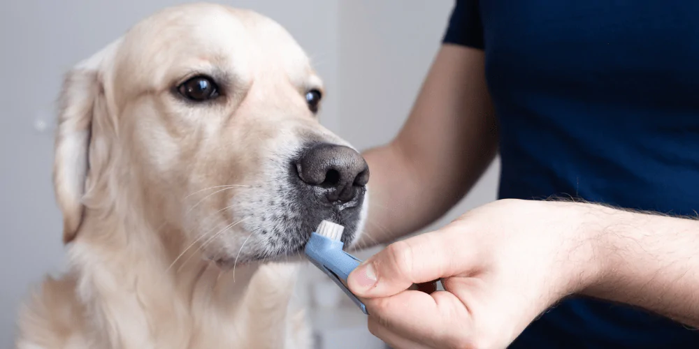 A picture of a Labrador with a dog tooth brush ready to brush his teeth