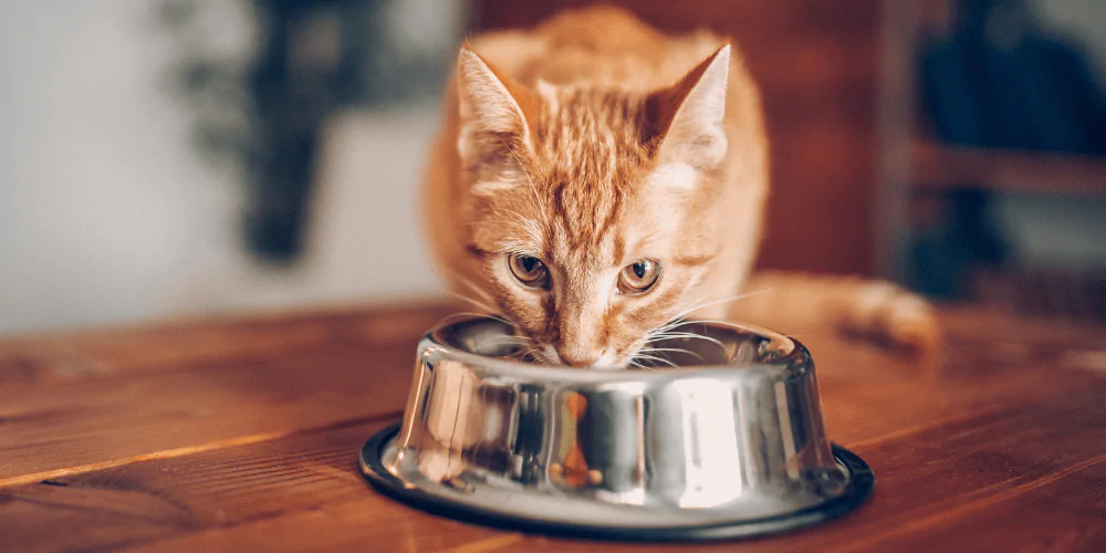 A picture of a ginger cat eating food from a bowl