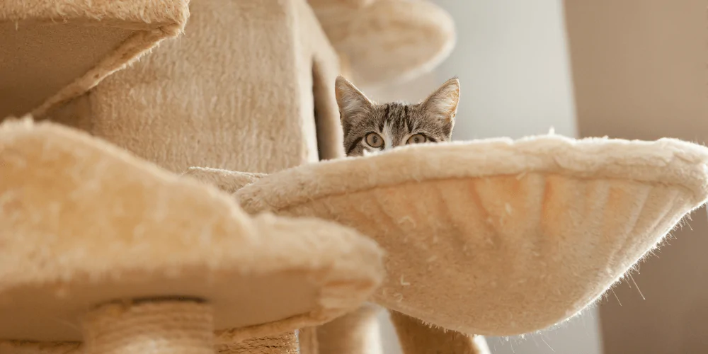 A picture of a tabby cat hiding in a nest on a cat tree