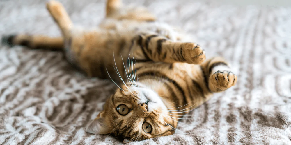 A picture of a striped short haired cat lying upside down on a blanker