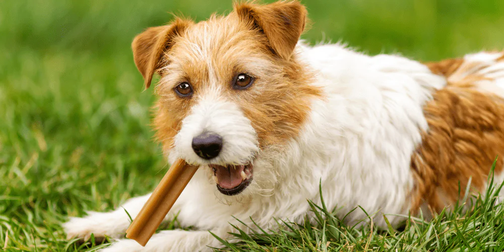 A picture of a Terrier chewing a dental stick