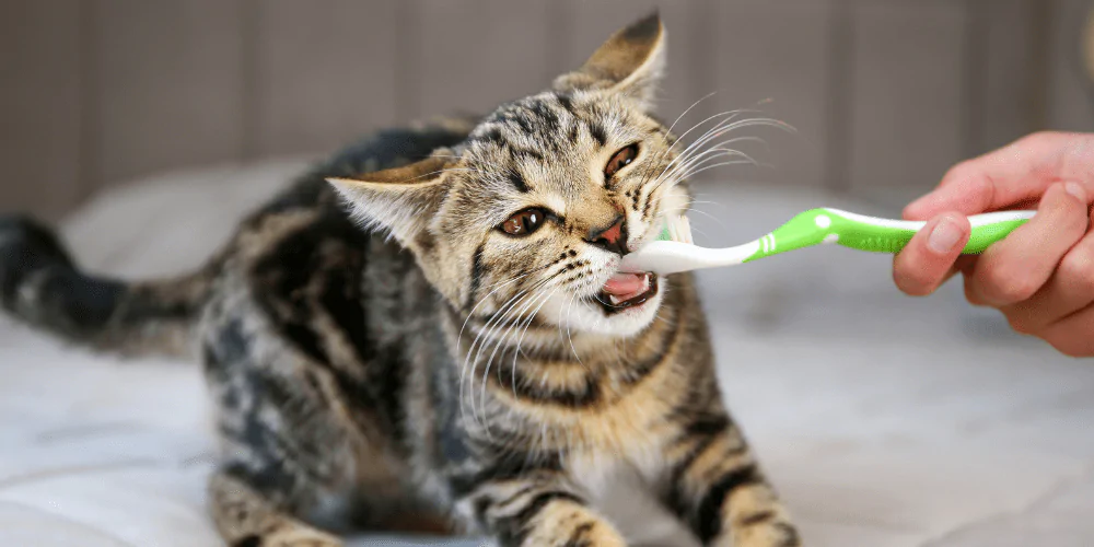 A picture of a Tabby cat having their teeth brush