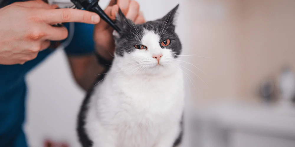 A picture of a short haired cat having it's ears checked by a vet