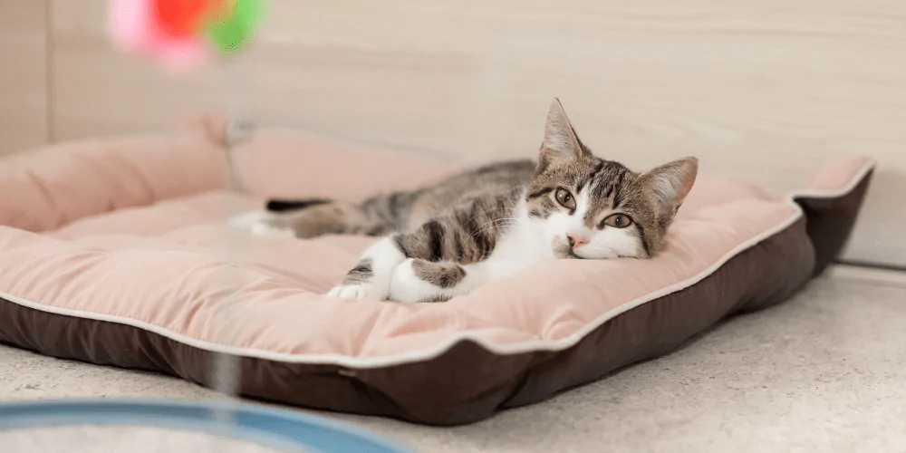 A picture of a tabby cat lying down on a cat cushion bed