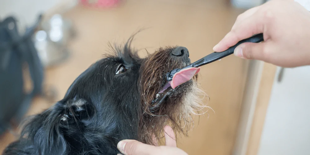 A picture of a scruffy dog having their teeth brushed