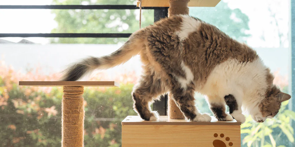 A picture of a fluffy brown and white cat climbing exploring a cat tree