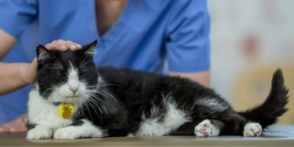A picture of a tuxedo cat lying on a vet table being stroked by a vet