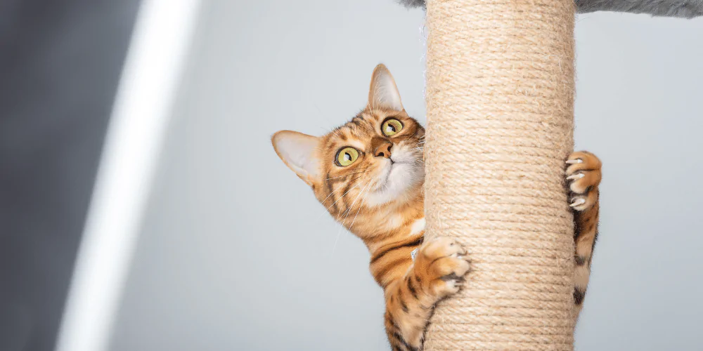 A picture of a ginger tabby cat climbing a cat tree