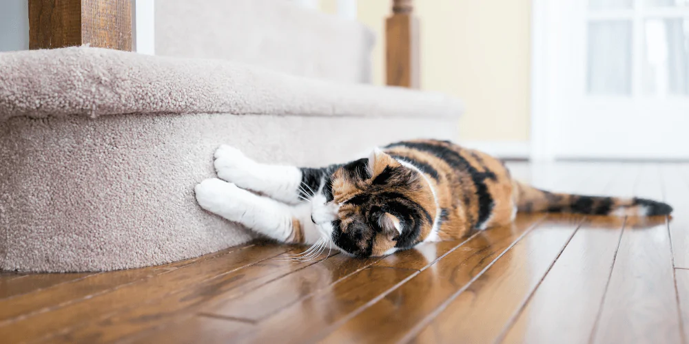 A picture of a Calico cat scratching a staircase