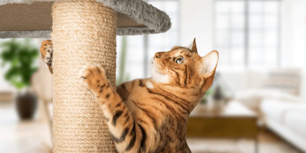 A picture of a ginger tabby car scratching a cat tree post
