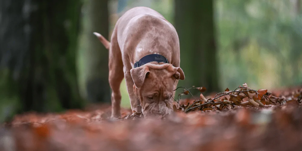 A picture of an American XL Bully sniffing in the woods