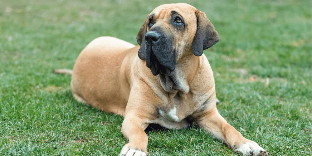 A picture of a Fila Brasileiro lying on the grass in the garden