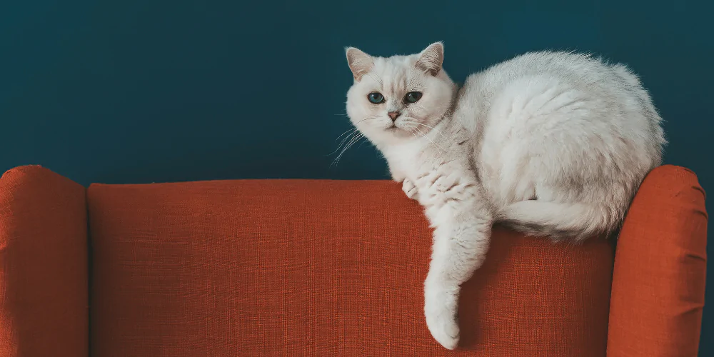 A picture of a fluffy white cat sitting on an orange armchair