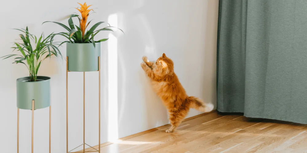 A picture of a fluffy ginger cat scratching the wall