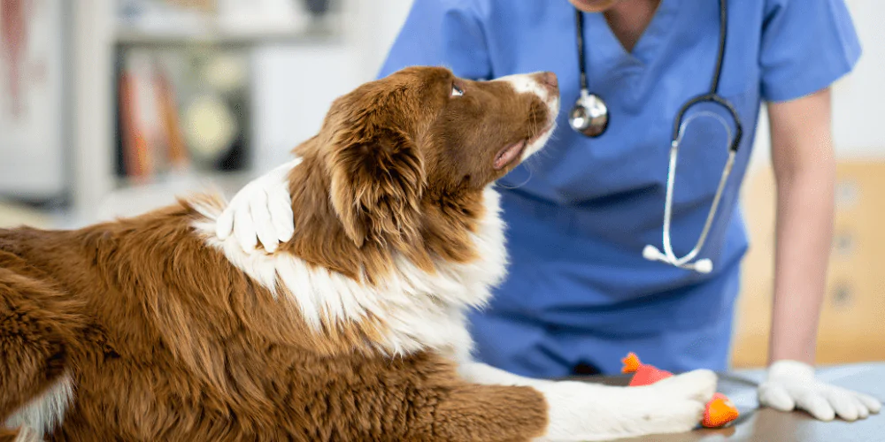 A picture of a Sheepdog lying on a vet table looking up at a vet