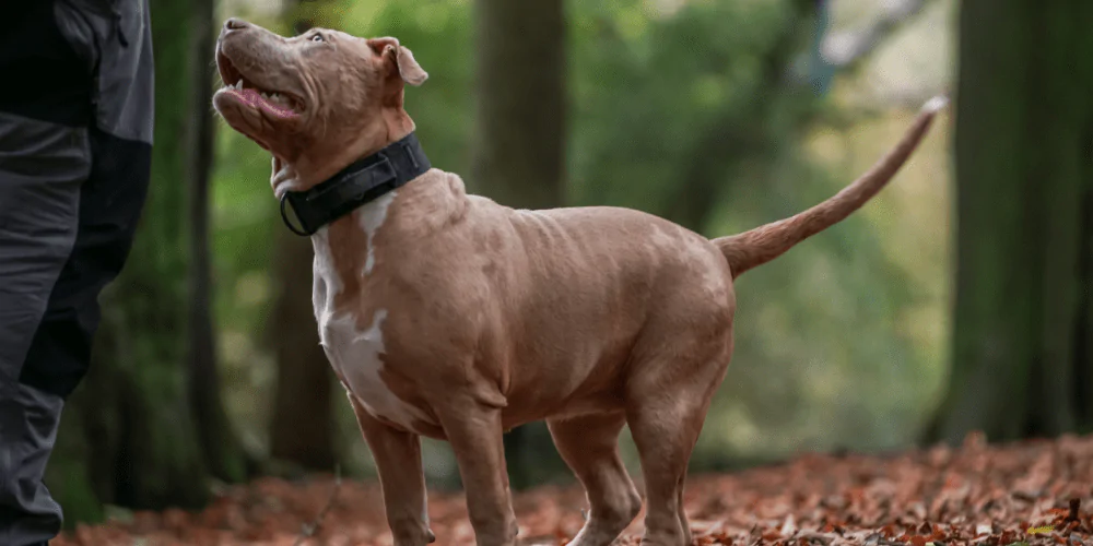 A picture of an American XL Bully in the woods with their owner