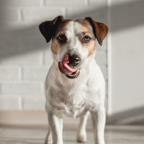 The Best Dog Lick Mats 2023, According to a Pet Expert